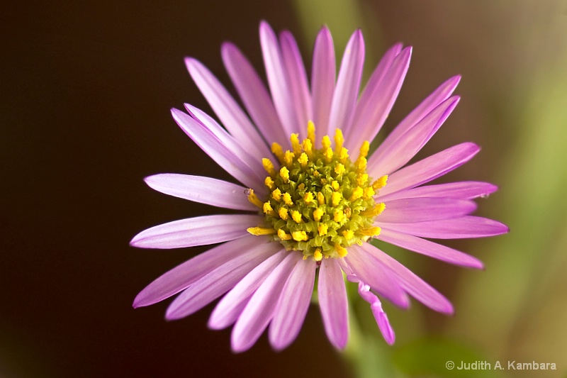 one cute, squiggly petal