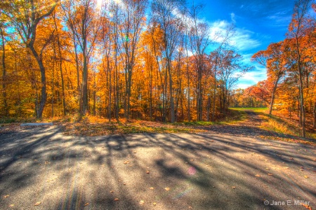 Shadows and Woods