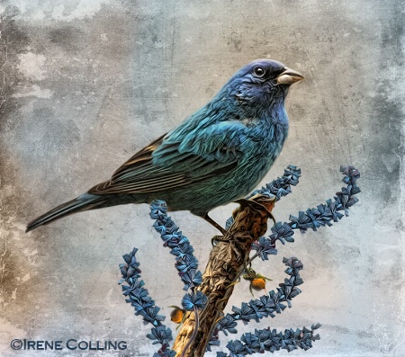 Indigo Bunting and Salvia