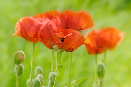 Poppies