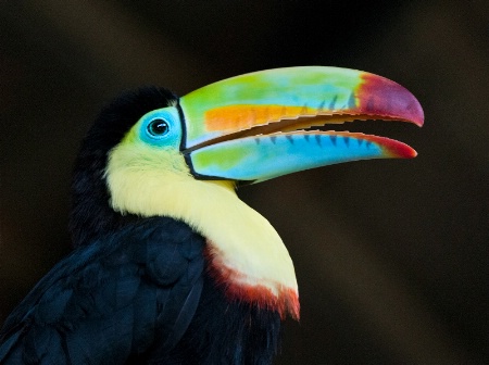 Tucan