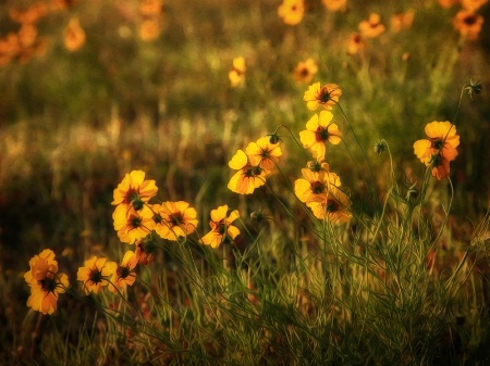 Prairie Glow