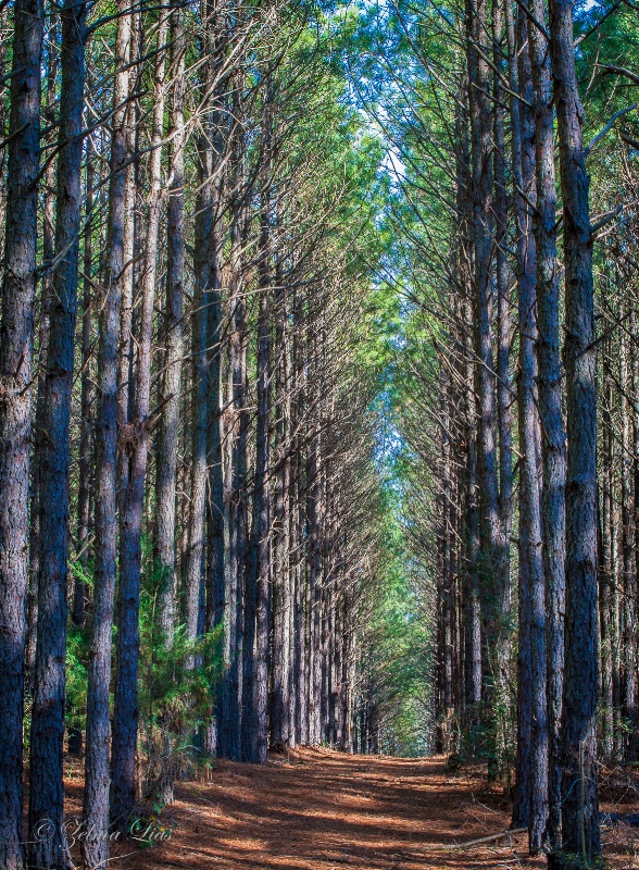 Through the Pines