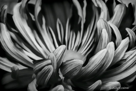 Chrysanthemum