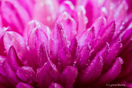 Pearly Petals