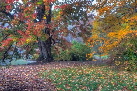 Beautiful Tree