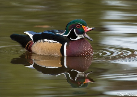 Wood Duck Quack