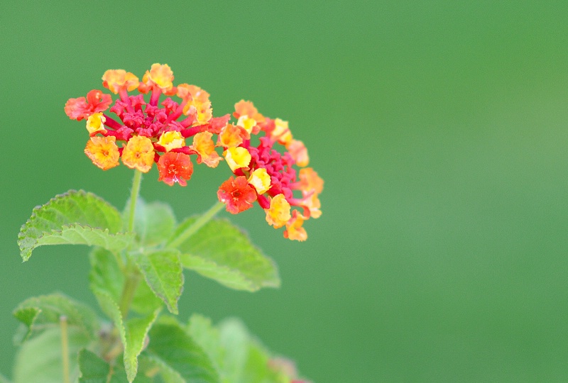 Summertime Beauty