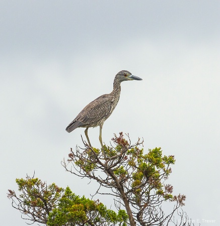 Night Heron