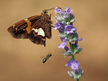 A busy Flower