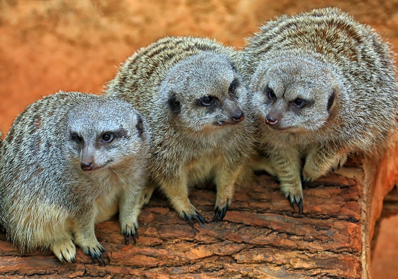 Meerkat Gang