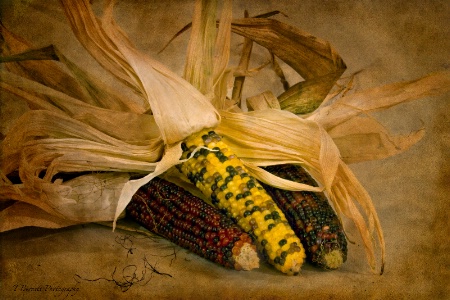 Maize