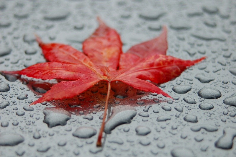 Fallen Maple