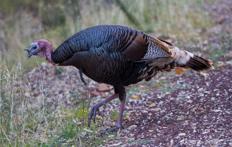 Zion Wildlife 1 - ID: 14770823 © Elliot Barnathan