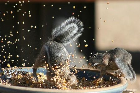 Food fight