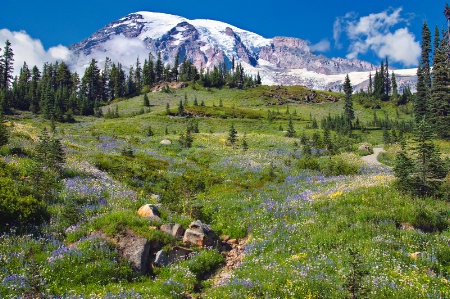 Alpine Meadow