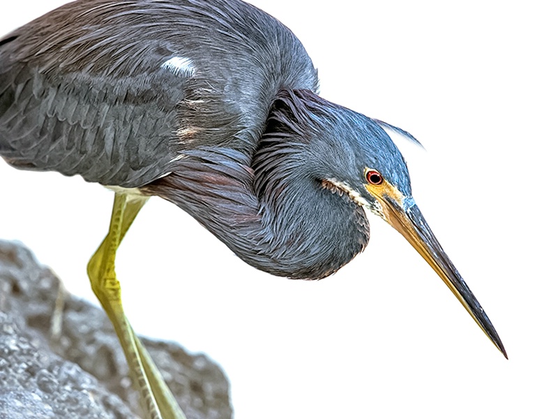 Tri-Colored Heron