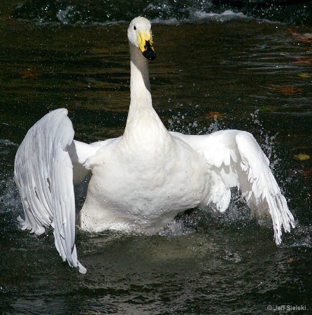 YAH!! I Am Soo Happy!!  Swan