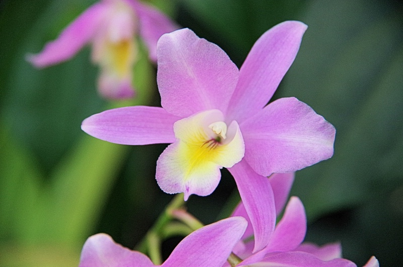 Orchid 2014