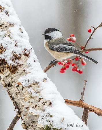 Black-Capped Chickadee