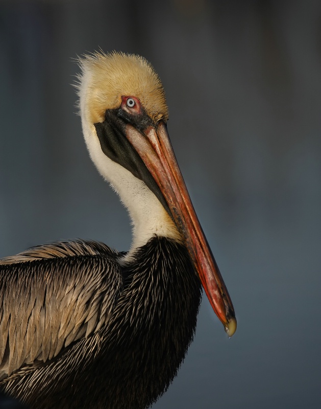 Pelican Portrait 