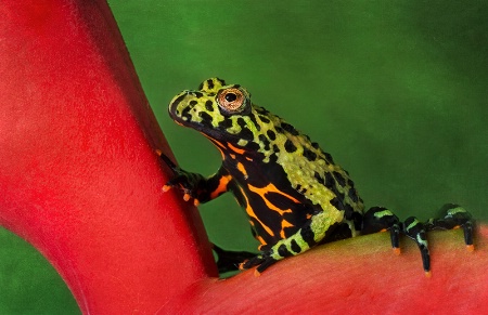 Red Bellied Toad