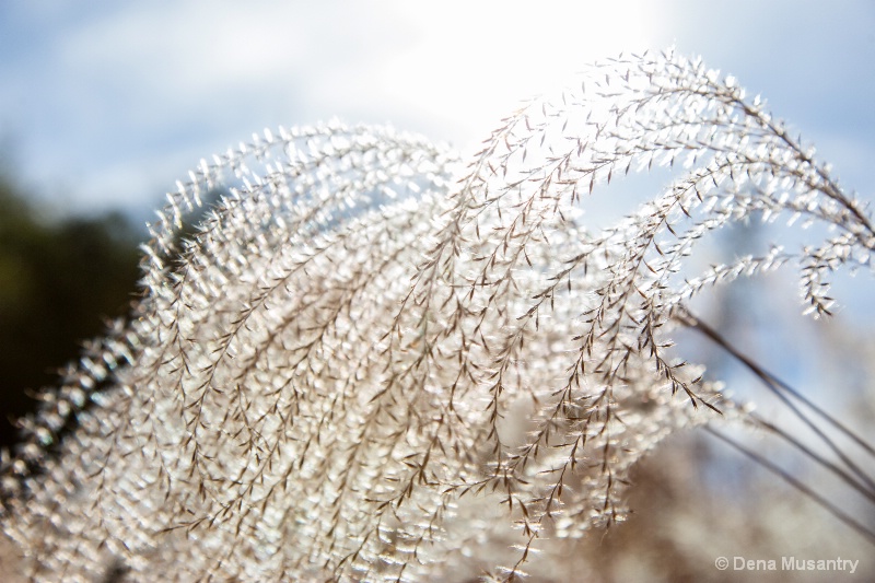 Sunlit Wisps