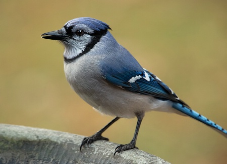 Blue Jay