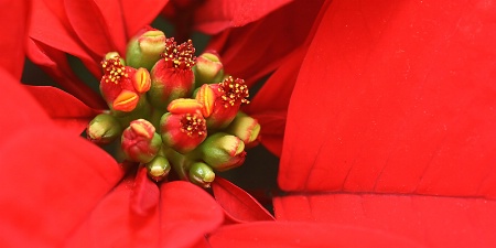 fleur de bueno noche