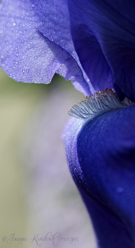 Iris in Profile