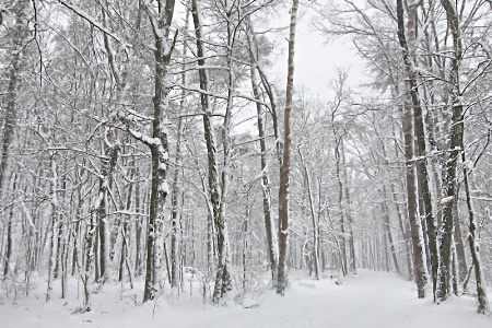 First Snow