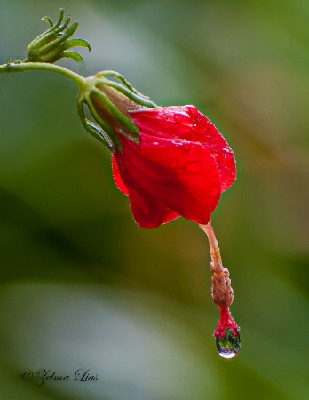 Turk's Cap Heavy with Rain