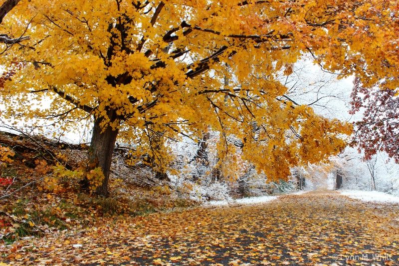 snow falling on fall