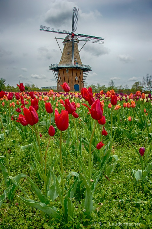 De Zwaan Tulips