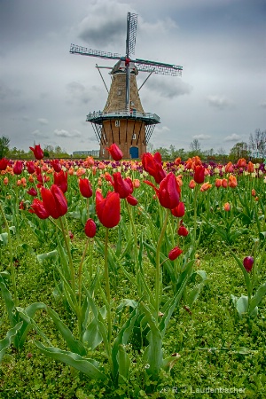 De Zwaan Tulips