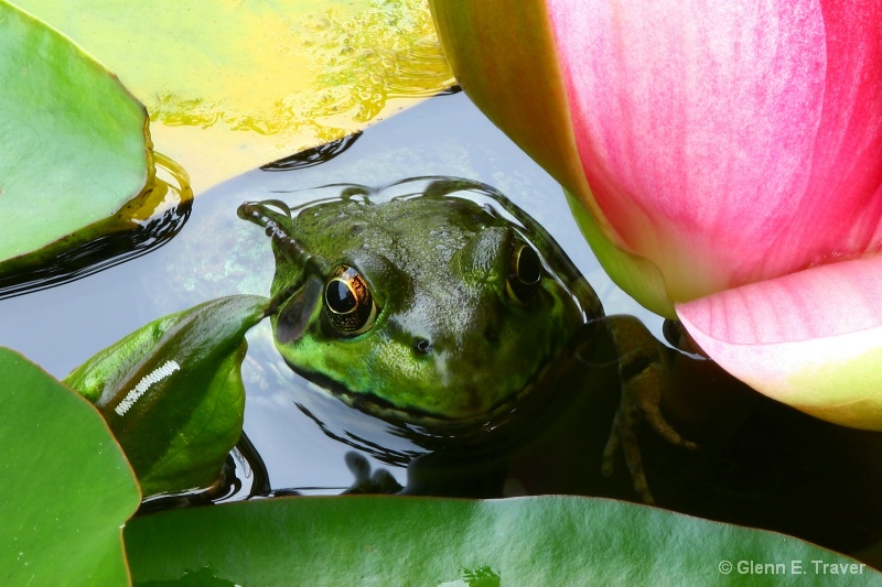 Colors from the pond