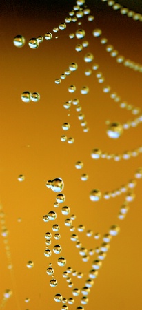 Drops Of Gold