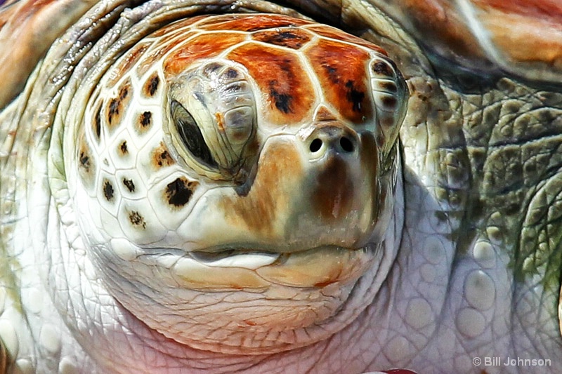 Sea Turtle up close