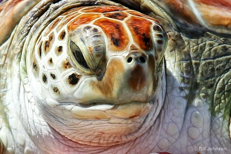 Sea Turtle up close