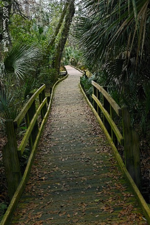 Forest Boardwalk