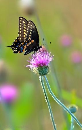 Early Morning Purple Nectar 