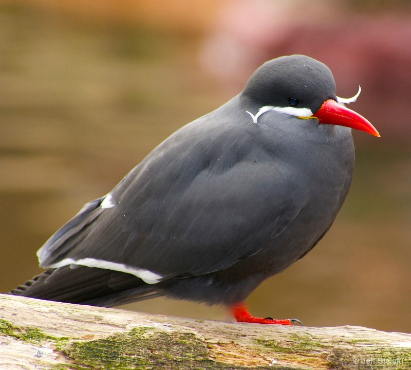 Looking Cool!!   Inca Tern