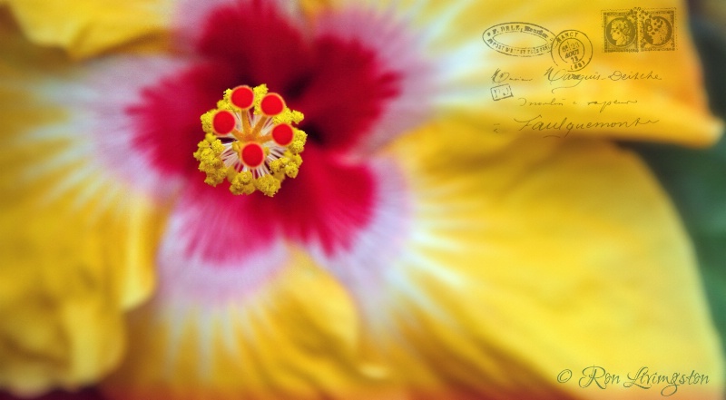 Yellow Hibiscus