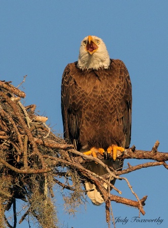 Bald Eagle Scream