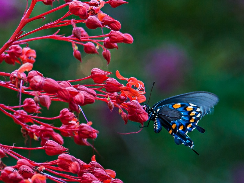 Flash of Flying Color