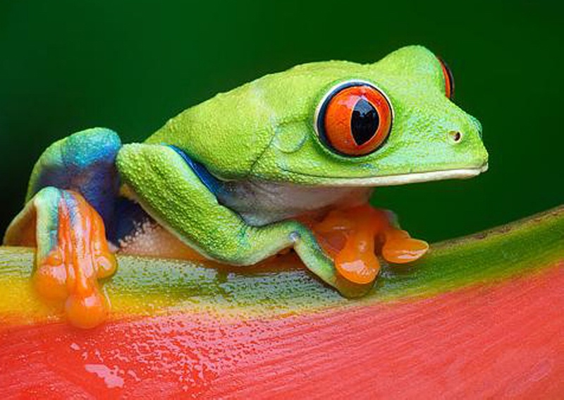 Blue-Backed Tree Frog