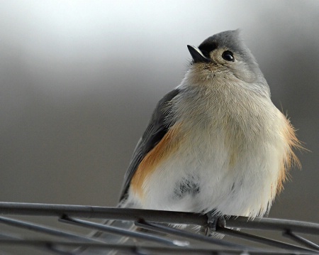 Tufted Titmouse