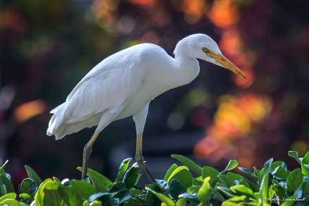 Egret Walkabout