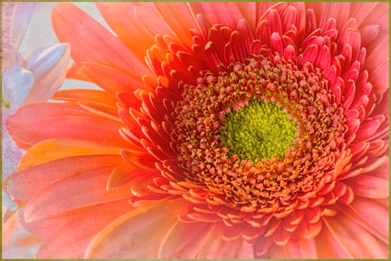 Textured Daisy Closeup  7985