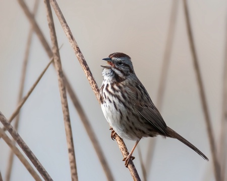 Singing Bird